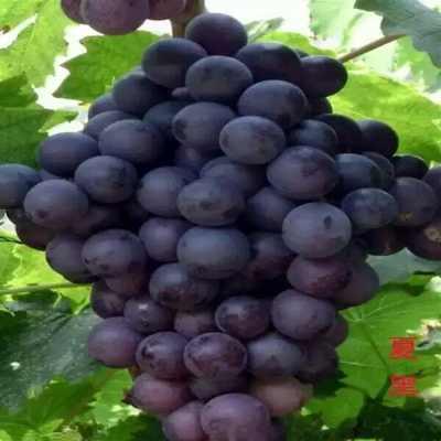 葡萄京国产视频,光影交织下的时代印记