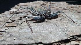 国产独角仙的视频,探寻神秘昆虫的生态魅力