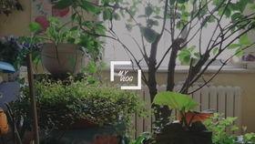 国产荷兰猪开箱视频,萌宠新选择，国产品质惊艳亮相